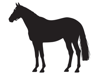 Obraz premium THOROUGHBRED HORSE SILHOUETTE