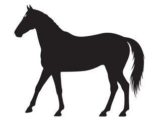 Obraz premium THOROUGHBRED HORSE SILHOUETTE