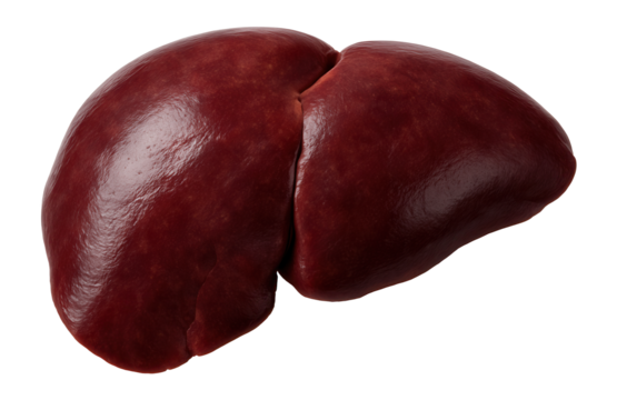 Raw venison liver, uncooked