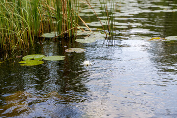  Water Lily with Reeds