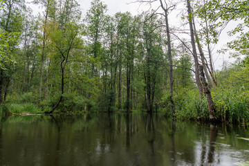  Calm Water Stream in Forest