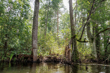 Sunlight Through a Dense Forest