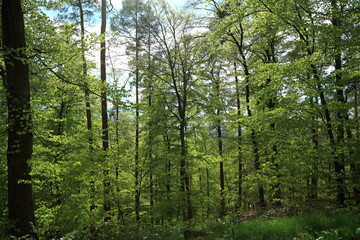 Obraz premium Sunlit leafy forest canopy overhead with emerging spring foliage