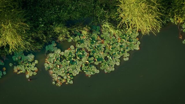 Lilies clustering near canal bank surrounded by tall grass. Water plants gathering in dense patch along calm river edge. Floating vegetation forming green island under tree shadow. Aquatic leaves