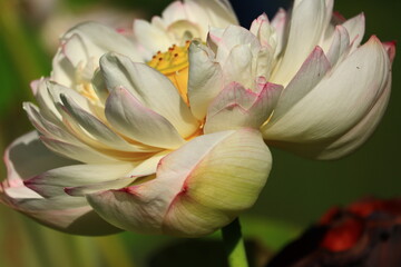 Fototapeta premium Lotus & Waterlily Vibrant Close-up Collection
