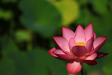 Lotus & Waterlily Vibrant Close-up Collection