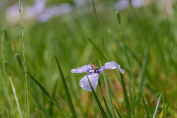 雨上がりの草原に咲くアヤメの花と水滴