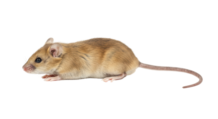 Isolated Small Brown Mouse
