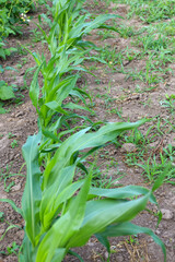 ​A garden bed with young corn plants stretching upwards. The green stalks and leaves stand out against the soil, creating a sense of perspective.