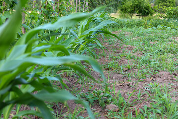 Rows of young corn on a garden bed. The green stalks and leaves stretch towards the sky, showing natural growth and freshness. This image conveys the beauty and potential of a new harvest.