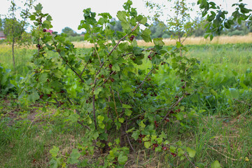 A currant bush with dark berries in summer. The green leaves and ripe fruits create a picturesque landscape. This picture conveys the beauty and richness of nature.