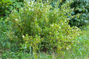 Obraz premium An abundant gooseberry bush with unripe green berries, forming a dense natural composition. The prickly stems and small leaves create a texture that highlights natural growth.
