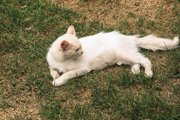 ​A white cat rests on the green grass, enjoying the sunbeams. Its fur is fluffy, and the pink ears and nose create a soft contrast against the sunny lawn.