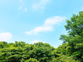 緑に覆われた木々と穏やかな青空