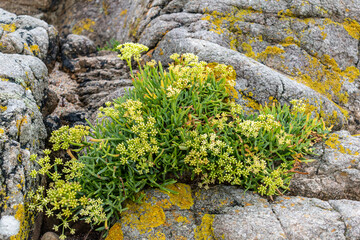 Sea fennel in flower, edible draille, rich in vitamins and minerals, aromatic plant of the seaside in Armor Coast, Brittany in France, crithmum maritimum