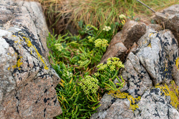 Sea fennel in flower, edible draille, rich in vitamins and minerals, aromatic plant of the seaside in Armor Coast, Brittany in France, crithmum maritimum