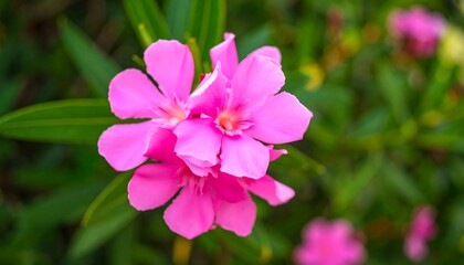 Obraz premium Close-up of vibrant pink flowers with lush green foliage in a garden setting, showcasing delicate petals and a soft, natural light.
