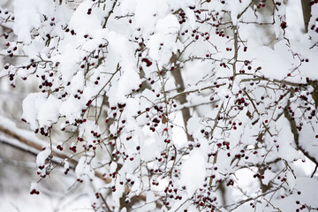 Vibrant red berries on a snowy branch