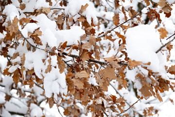 Winter contrast: Brown leaves covered in snow