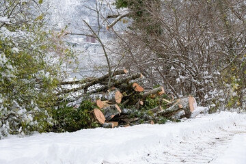 Firewood and cut logs on a snowy winter day