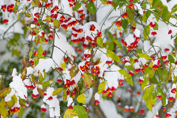 Vibrant red berries and green leaves in snow