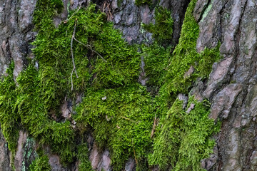 moss on tree