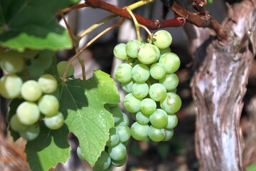 weintrauben am rebstock