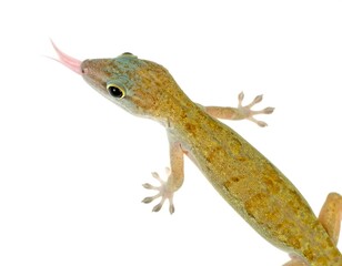 Naklejka premium Close-up of a lizard