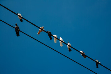birds on wires