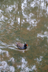 Wildlife Bird Common Moorhen Swimming in a Pond