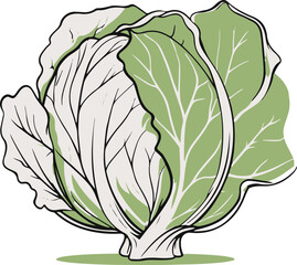 Minimal cabbage line art vector, abstract doodle vegetable outline, clean healthy food sketch 1