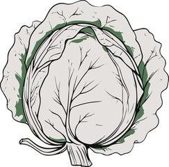 Minimal cabbage line art vector, abstract doodle vegetable outline, clean healthy food sketch 2
