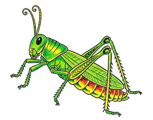 grasshopper on a white background