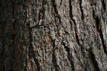 bark of a tree