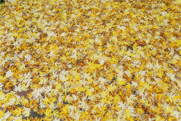 Autumn forest scenery with road of fall leaves. Footpath in scene autumn forest nature. Vivid october day in colorful forest, maple autumn trees road fall way