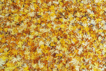 Autumn forest scenery with road of fall leaves. Footpath in scene autumn forest nature. Vivid october day in colorful forest, maple autumn trees road fall way