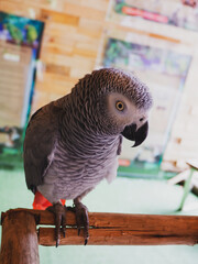 The grey parrot (Psittacus erithacus), also known as the Congo grey parrot or African grey parrot, parrot with green background sitting on the branch
