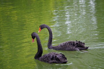 Two black swans with red beaks swim gracefully in a greenish pond.