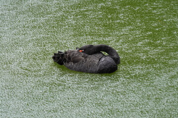 A black swan is resting on a green, algae - covered water surface, with its head tucked and eyes...