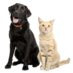 Adorable Black Labrador and Orange Tabby Cat Posing Together a Picture of Friendship and Harmony Between Different Animal Species