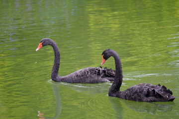 Two black swans with red beaks swim gracefully in a greenish pond.