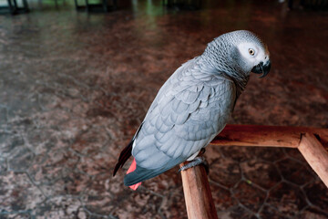 The grey parrot (Psittacus erithacus), also known as the Congo grey parrot or African grey parrot, parrot with green background sitting on the branch