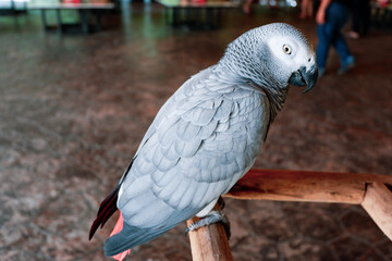 The grey parrot (Psittacus erithacus), also known as the Congo grey parrot or African grey parrot, parrot with green background sitting on the branch
