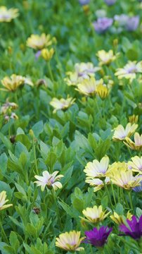 Slow Pan Over Colorful Flowers in Amsterdam Garden