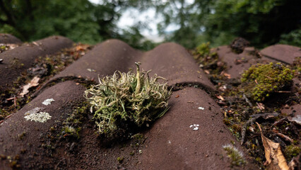 moss on old roof