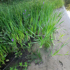 Scírpus. green reeds on the river bank. sand and reeds. Idyllic scene with reeds at the lake in a public park. Actinoscirpus grossus (also called Mensiang, Greater club-rush, Giant bulrush). © Taras