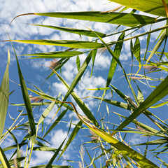 Scírpus. green reeds on the river bank. sand and reeds. Idyllic scene with reeds at the lake in a public park. Actinoscirpus grossus (also called Mensiang, Greater club-rush, Giant bulrush). © Taras