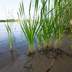 Scírpus. green reeds on the river bank. sand and reeds. Idyllic scene with reeds at the lake in a public park. Actinoscirpus grossus (also called Mensiang, Greater club-rush, Giant bulrush). © Taras