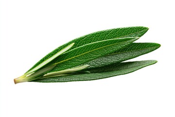 Obraz premium Olive Branch