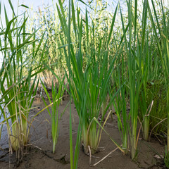 Scírpus. green reeds on the river bank. sand and reeds. Idyllic scene with reeds at the lake in a public park. Actinoscirpus grossus (also called Mensiang, Greater club-rush, Giant bulrush). © Taras